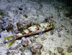 Mulloidichthys flavolineatus