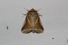 Habrosyne pyritoides