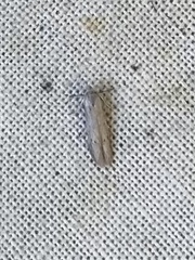 Tinea apicimaculella