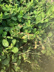 Alysicarpus ovalifolius