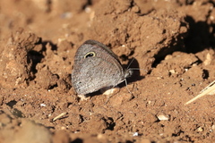Ypthima asterope