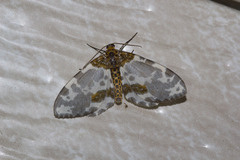 Abraxas amicula-illuminata