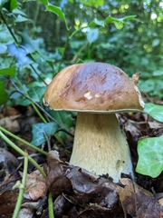 Boletus edulis