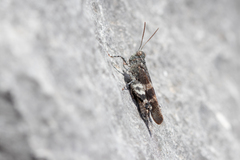 Oedipoda