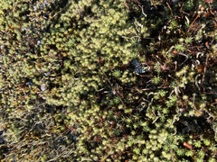 Polytrichum