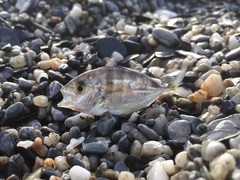 Caranx sexfasciatus