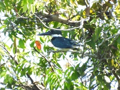 Chloroceryle amazona