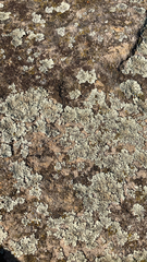 Protoparmeliopsis muralis