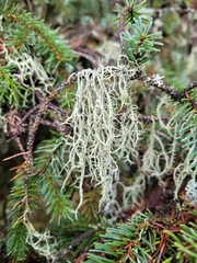 Evernia divaricata