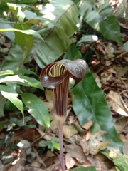 Amorphophallus paeoniifolius
