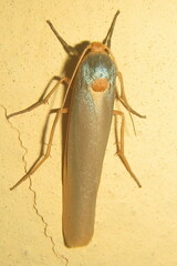 Sozusa