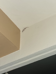 Lepidodactylus lugubris