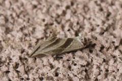 Plagiomimicus tepperi