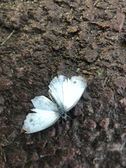 Pieris napi
