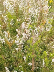 Erica arborea
