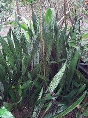 Sansevieria trifasciata