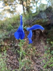 Salvia patens