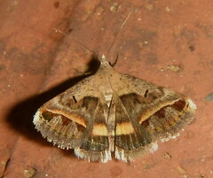 Acantholipes trimeni