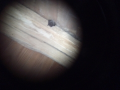 Barbastella barbastellus