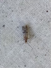 Moodna pallidostrinella