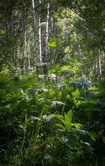 Heracleum dissectum