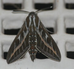 Hyles livornica