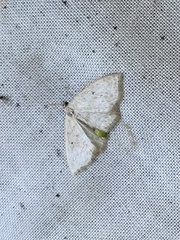 Scopula inductata