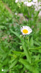 Erigeron philadelphicus