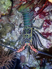 Panulirus versicolor