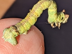 Biston betularia