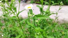 Erigeron philadelphicus