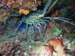 Panulirus versicolor