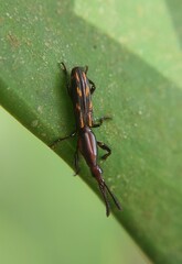 Arrhenodini