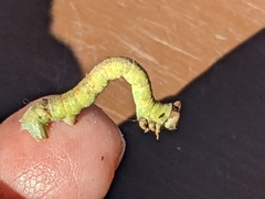 Biston betularia