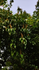 Mallotus repandus