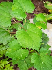 Vitaceae