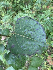 Populus tremuloides