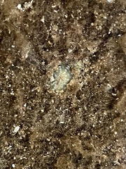 Anthopleura dixoniana