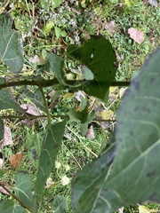 Populus tremuloides
