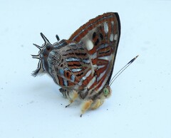 Sarota chrysus