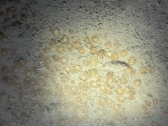 Polycyathus verrilli