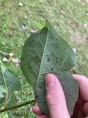 Populus tremuloides