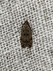 Taygete attributella