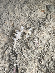 Bornella stellifera