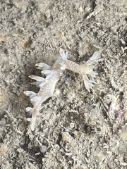 Bornella stellifera