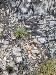 Encalypta streptocarpa