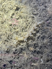 Bornella stellifera