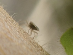 Monosteira unicostata