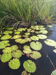 Nymphaea ampla