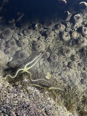 Macrophiothrix